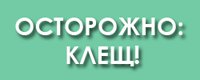 Осторожно: клещи!